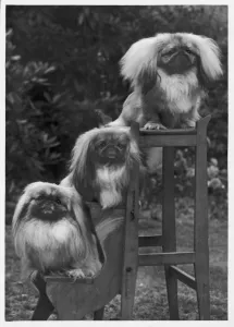 Fall / Pekingese / 1953