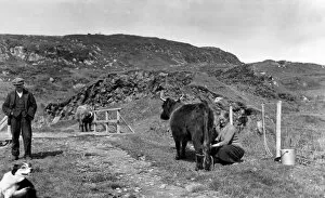 Man and woman with cattle, Scotland