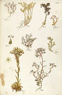 1) Dark Stonecrop, 2) Goldmoss Stonecrop, 3) Mountain Houseleek, 4) Thick-leaf Stonecrop 1) Dark Stonecrop, 2) Goldmoss Stonecrop, 3) Mountain Houseleek, 4) Thick-leaf Stonecrop