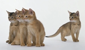 Three Abyssinian kittens looking in the same direction, one kitten standing apart Three Abyssinian kittens looking in the same direction, one kitten standing apart