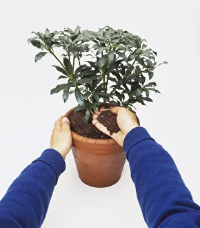 <b class=qtipBold><figcaption>Adding soil to a potted plant</figcaption></b><br><em>© Dorling Kindersley/UIG</em> Adding soil to a potted plant