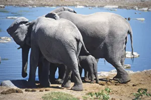 Two adult African Elephants (Loxodonta africana) with tiny baby inbetween Two adult African Elephants (Loxodonta africana) with tiny baby inbetween
