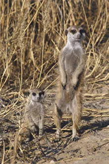 Adult and infant meerkats standing with grass in background Adult and infant meerkats standing with grass in background