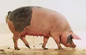 Adult Pietrain sow, pink skin with large grey patches, white hairs, large ears Adult Pietrain sow, pink skin with large grey patches, white hairs, large ears