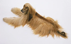 Afghan hound (Canis familiaris), view from above Afghan hound (Canis familiaris), view from above