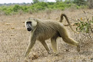 Africa, Kenya, Tsavo East National Park, Yellow Baboon (Papio cynocephalus) on savannah Africa, Kenya, Tsavo East National Park, Yellow Baboon (Papio cynocephalus) on savannah