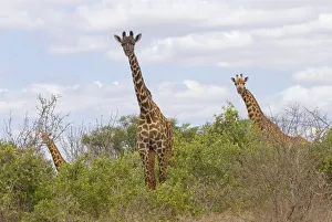 Africa, Kenya, Tsavo East National Park, three giraffes feeding on trees on savannah Africa, Kenya, Tsavo East National Park, three giraffes feeding on trees on savannah