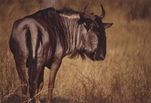 Africa, South Africa, Singita Reserve, rear view of Wildebeest (Connochaetes taurinus Africa, South Africa, Singita Reserve, rear view of Wildebeest (Connochaetes taurinus