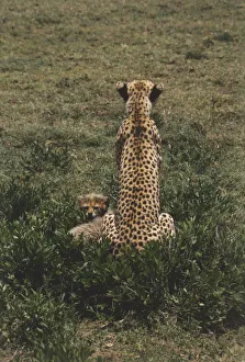 Africa, Tanzania, Serengeti National Park, rear view of adult Cheetah (Acinonyx jubatus Africa, Tanzania, Serengeti National Park, rear view of adult Cheetah (Acinonyx jubatus