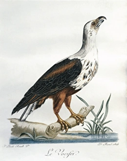 African Fish-Eagle Haliaeetus vocifer. Engraving by Lebrecht Reinold African Fish-Eagle Haliaeetus vocifer. Engraving by Lebrecht Reinold