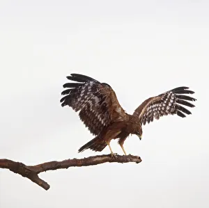 African Harrier Hawk (Polyboroides typus), bird of prey perching on branch African Harrier Hawk (Polyboroides typus), bird of prey perching on branch