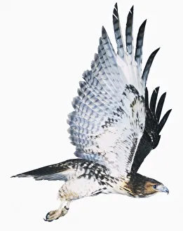 African Red-tailed Buzzard (Buteo auguralis) in flight with both wings raised, side view African Red-tailed Buzzard (Buteo auguralis) in flight with both wings raised, side view