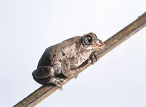 African treefrog (Leptopelis modestus), perching on a branch, side view
