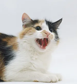 <b class=qtipBold><figcaption>An aggressive hissing cat</figcaption></b><br><em>© Dorling Kindersley/UIG</em> An aggressive hissing cat