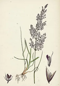 Agrostis canina, Brown Bent-grass Agrostis canina, Brown Bent-grass