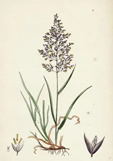 Agrostis vulgaris, Common Bent-grass Agrostis vulgaris, Common Bent-grass