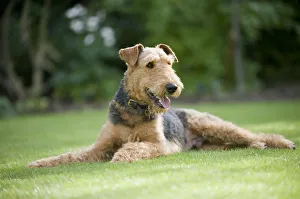 Airedale Terrier lying down on grass, panting Airedale Terrier lying down on grass, panting
