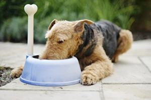 Airedale Terrier lying on patio feeding from blue plastic dog bowl with toy bone sticking Airedale Terrier lying on patio feeding from blue plastic dog bowl with toy bone sticking