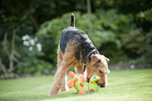 Airedale terrier playing with toy in garden Airedale terrier playing with toy in garden