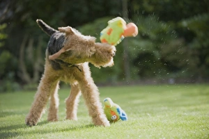 Airedale Terrier shaking pet toy in mouth Airedale Terrier shaking pet toy in mouth