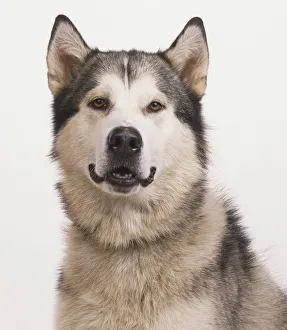 Alaskan Malamute (Canis familiaris), portrait Alaskan Malamute (Canis familiaris), portrait