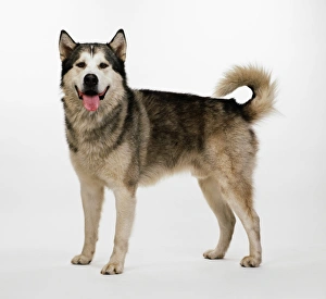 Alaskan Malamute dog, standing, looking at camera Alaskan Malamute dog, standing, looking at camera