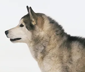 Alaskan Malamute, head in profile Alaskan Malamute, head in profile