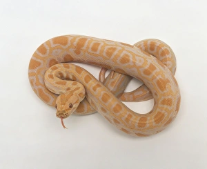 Albino Burmese Python (Python molurus bivittatus) coiled up Albino Burmese Python (Python molurus bivittatus) coiled up
