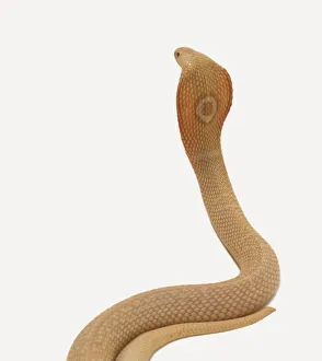 Albino monocled cobra (Naja naja kaouthia), rear view with circular pattern showing Albino monocled cobra (Naja naja kaouthia), rear view with circular pattern showing
