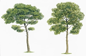 Aleppo pine Pinus halepensis and Maritime pine Pinus pinaster, illustration Aleppo pine Pinus halepensis and Maritime pine Pinus pinaster, illustration