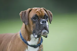Alert Boxer dog
