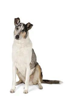 Alert white, brown and black tricolour shorthaired Smooth Collie, sitting Alert white, brown and black tricolour shorthaired Smooth Collie, sitting