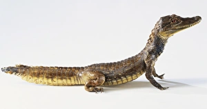 <b class=qtipBold><figcaption>Alligator</figcaption></b><br>Alligator.<br><em>© Dorling Kindersley/UIG</em> Alligator