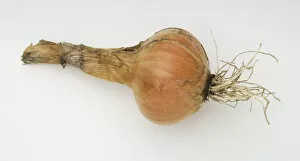 Allium cepa, Onion