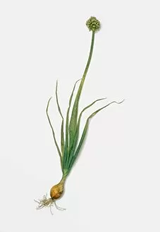 Allium cepa (Onion plant)