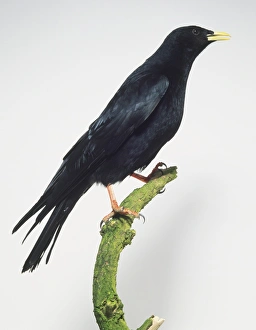 Alpine Chough (Pyrrhocorax graculus) perched on a branch, side view Alpine Chough (Pyrrhocorax graculus) perched on a branch, side view