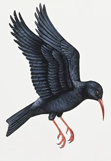 Alpine Chough, Pyrrhocorax graculus ready to land Alpine Chough, Pyrrhocorax graculus ready to land