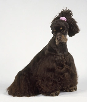 American Cocker Spaniel dog with ears tied back to show shape of head American Cocker Spaniel dog with ears tied back to show shape of head