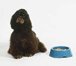 American Cocker Spaniel Dog sitting next to bowl American Cocker Spaniel Dog sitting next to bowl