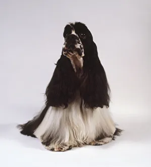 An American cocker spaniel with long black ears and long feathery white hair draping An American cocker spaniel with long black ears and long feathery white hair draping