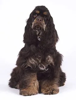 American Cocker Spaniel puppy (Canis familiaris) sitting, front view American Cocker Spaniel puppy (Canis familiaris) sitting, front view