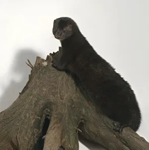 American mink (Neovison vison, Mustela vison), perching on a log, side view American mink (Neovison vison, Mustela vison), perching on a log, side view