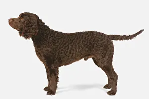 American Water Spaniel, side view American Water Spaniel, side view