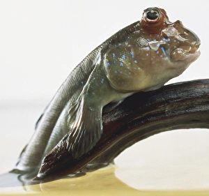 Amphibious Atlantic Mudskipper (Periophthalmus barbarus) gripping branch, close-up Amphibious Atlantic Mudskipper (Periophthalmus barbarus) gripping branch, close-up
