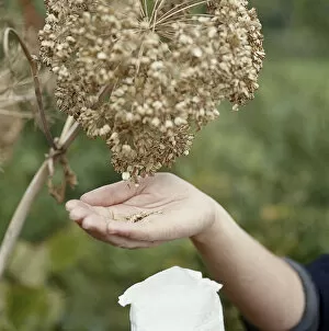 Angelica seeds in palm of hand below dried flower cluster