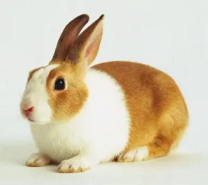 Related Prints: Brown and White Rabbit Print