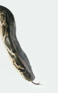 Framed Print : Burmese Python Head Print Framed Print : Burmese Python Head Print