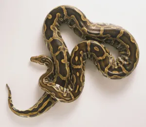Burmese Python Prints: Burmese Python Print