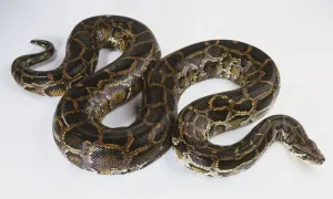 Burmese Python Prints: Burmese Python Print, View from Above
