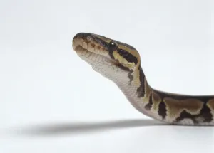 Royal Python Prints: Royal Python Profile Print